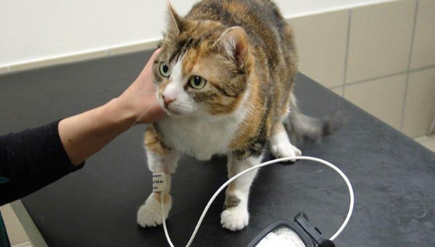 mesure de la pression artérielle d'un chat